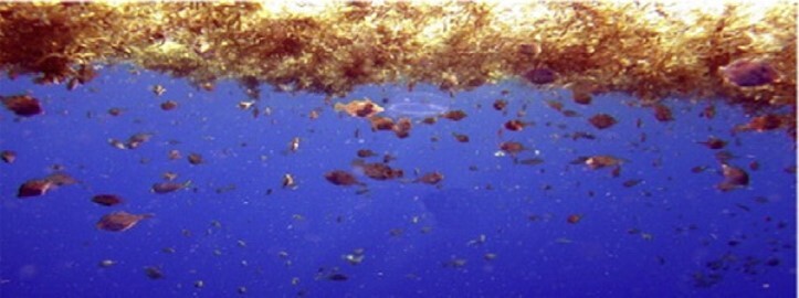 jones's profile header