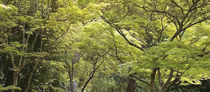 ahimsa_pdx's profile header