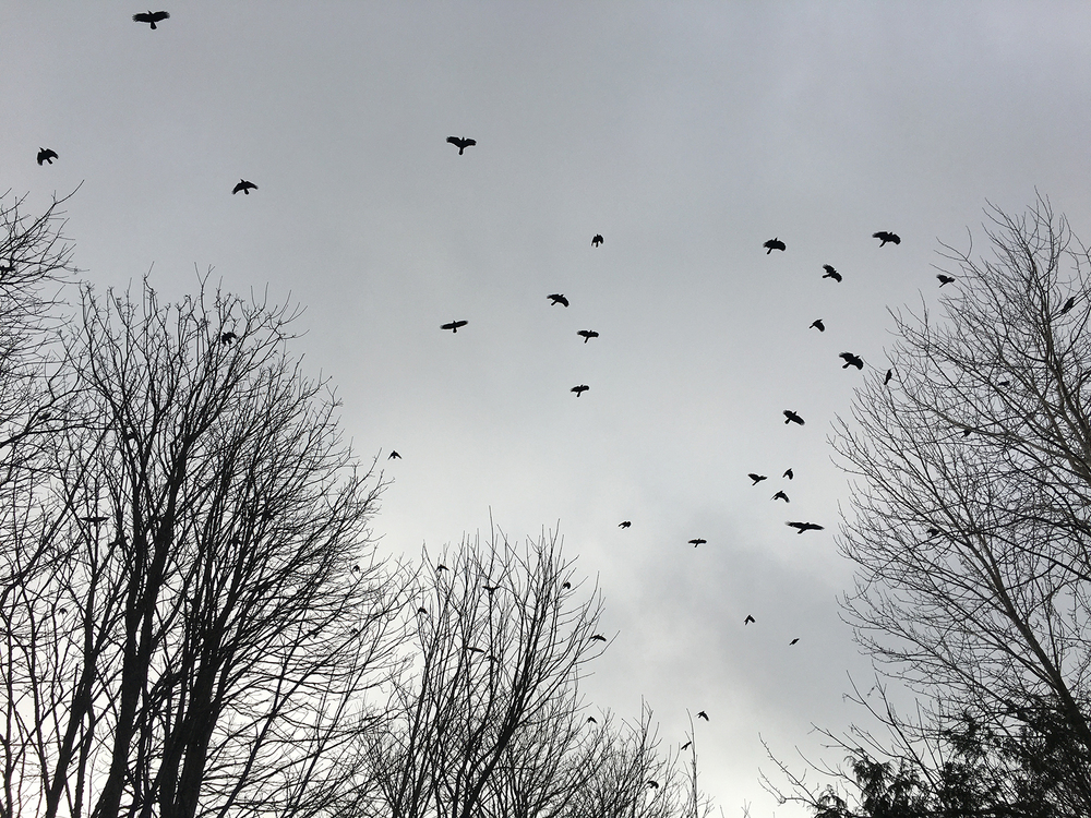 odaraia's profile header