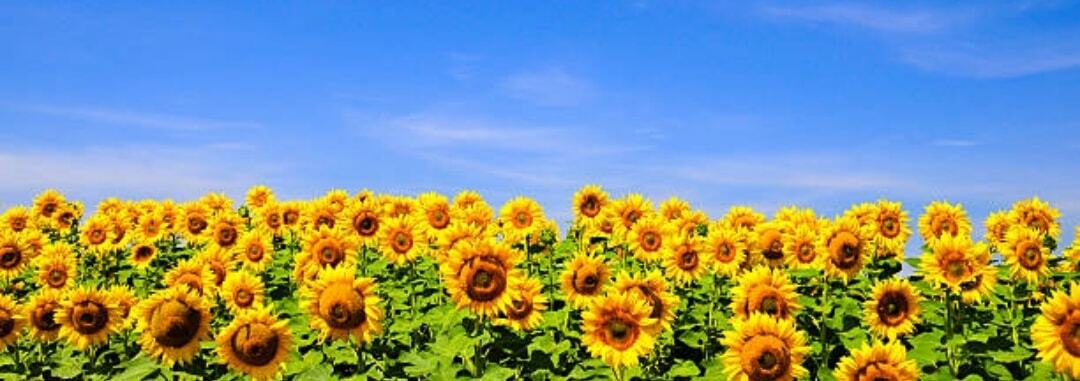 lorry's profile header