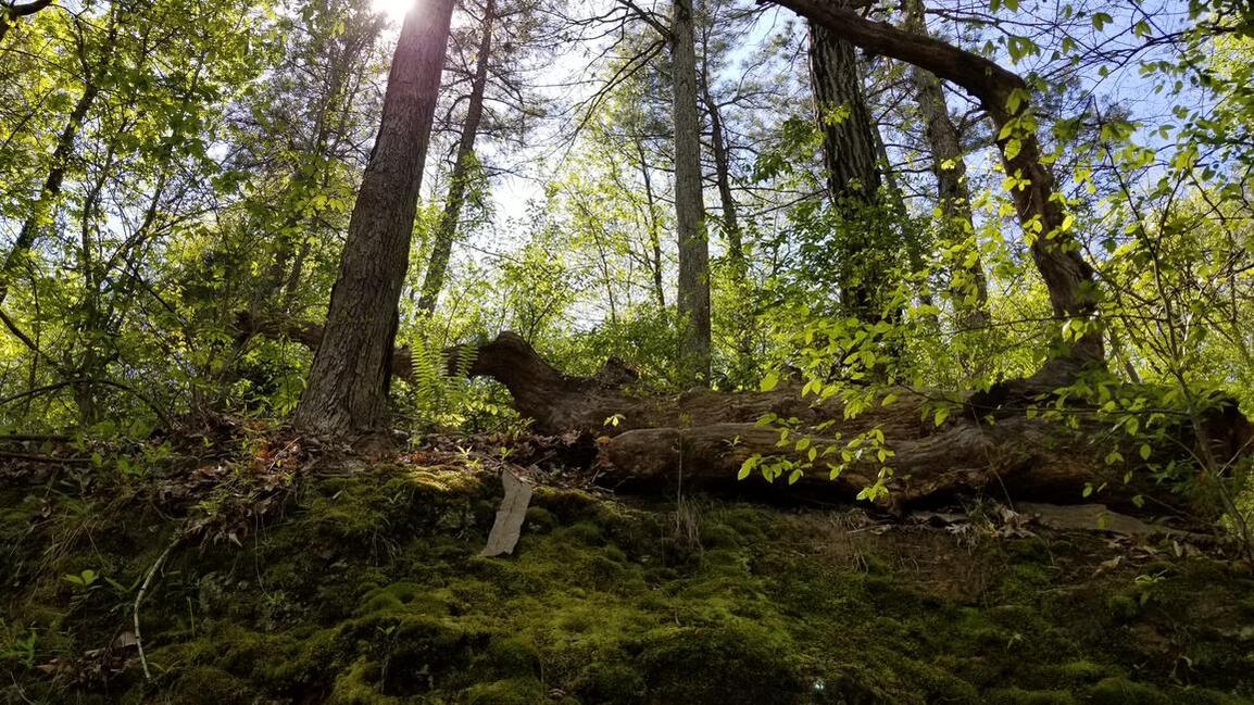 amandamakepeace's profile header