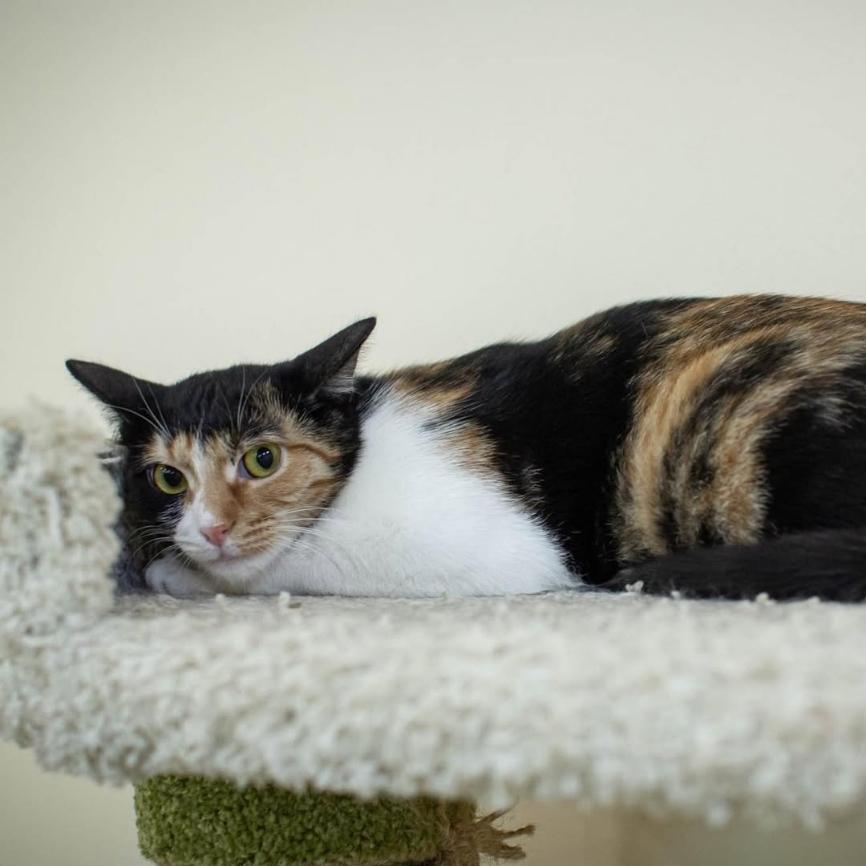 gracecats's profile header