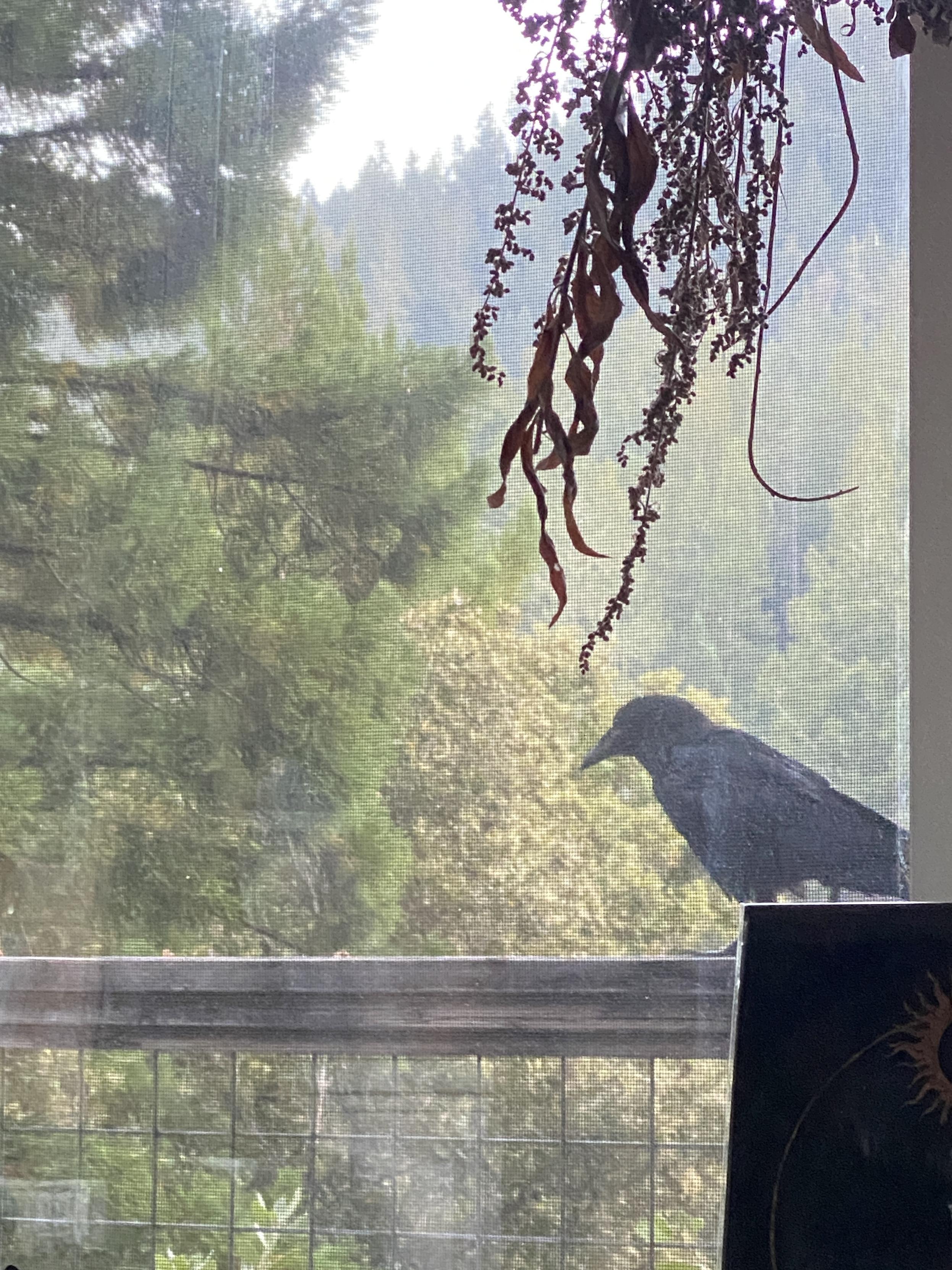 Seen through a sliding glass door, a raven making their way along a deck railing toward a line of walnuts, with trees near and far in the background