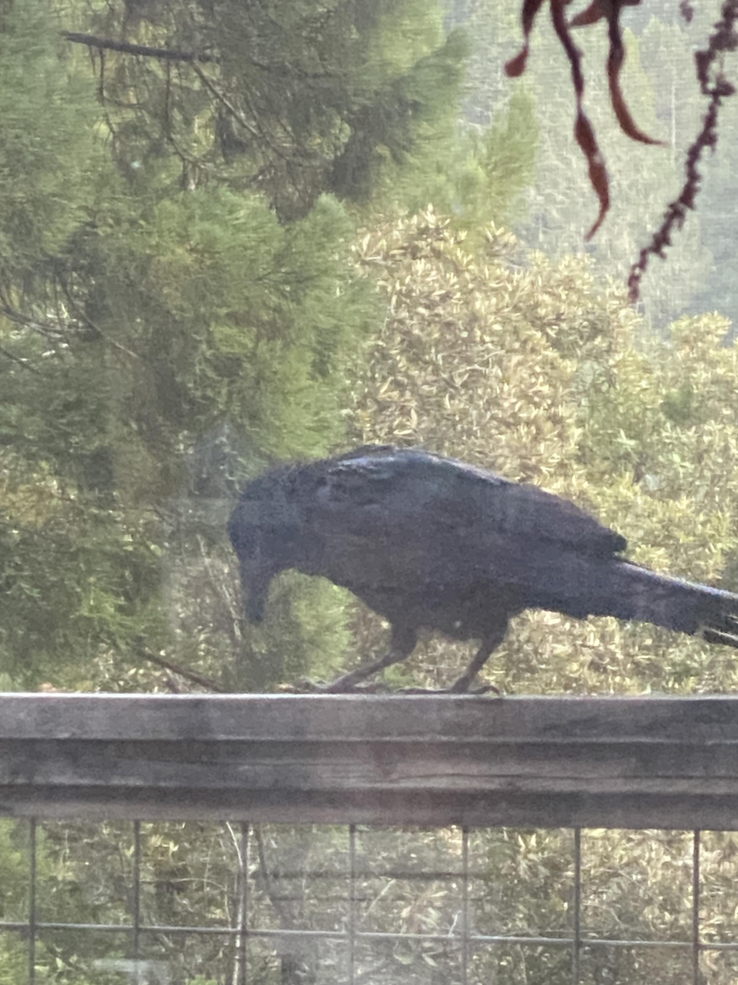 The raven looking down at one of the walnuts, figuring out the best approach to eating it
