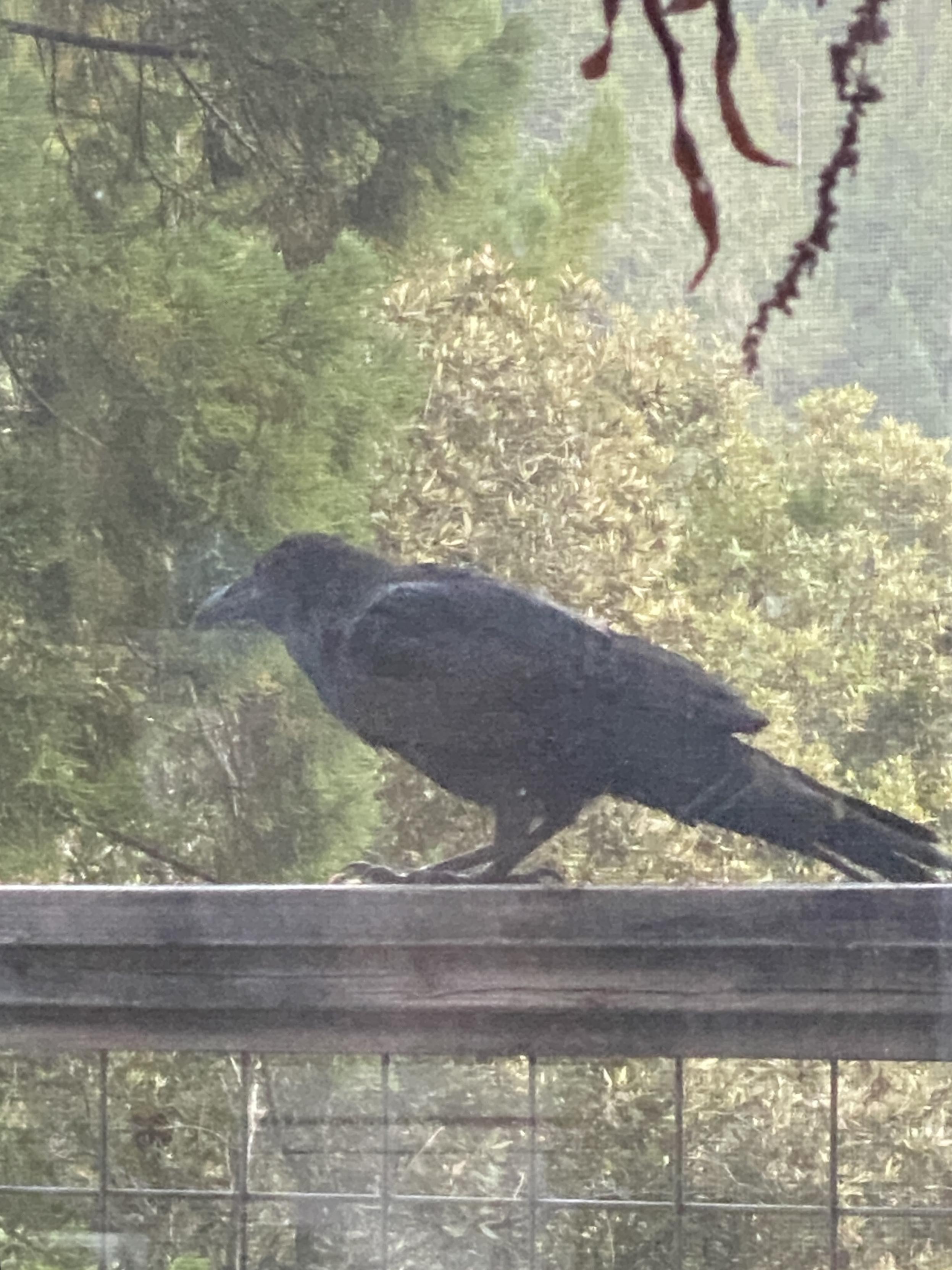 The raven with head half up, considering things